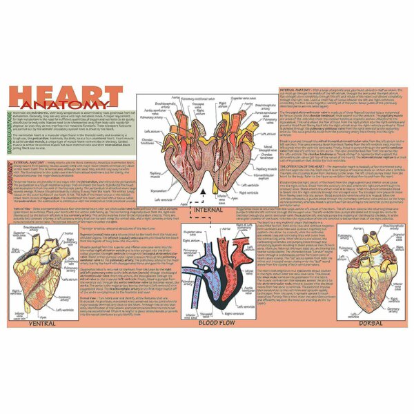 Frey Scientific Mammalian Heart Dissection Mat 420.5035.1
